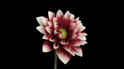 Growing Mature Human Living